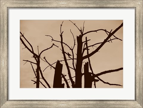 Framed Perched and Sat and Nothing More II Print