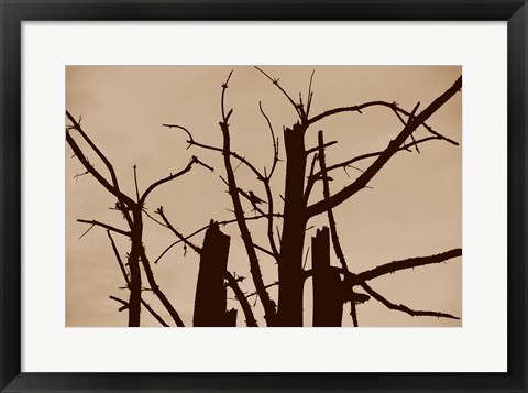 Framed Perched and Sat and Nothing More II Print