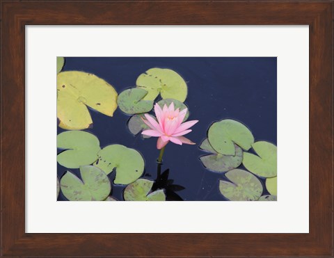 Framed Lotus Eaters I Print