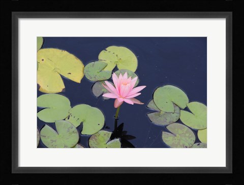 Framed Lotus Eaters I Print