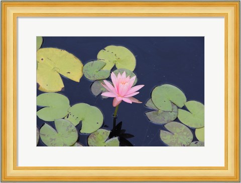 Framed Lotus Eaters I Print