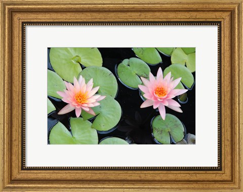 Framed Lotus Eaters II Print