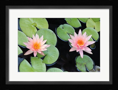 Framed Lotus Eaters II Print