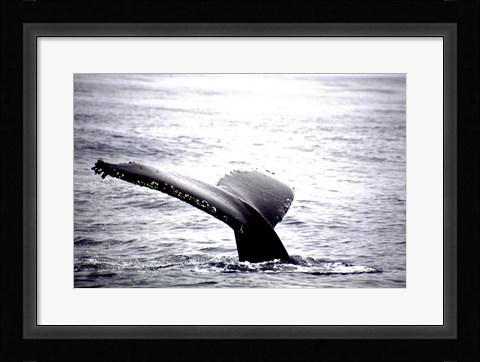 Framed Humpback Whale Black and White Tail Print