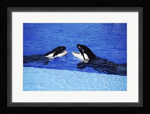Framed Killer Whales Sea World San Diego California USA Print