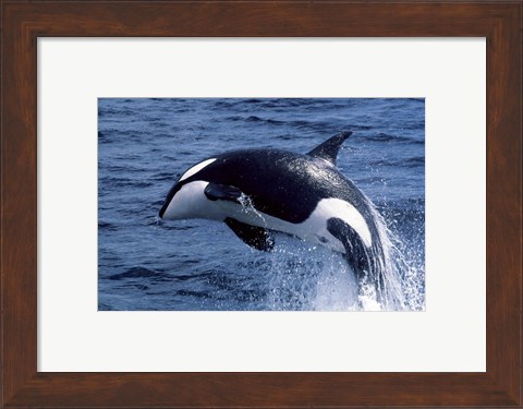 Framed Killer Whale Orcinus Orca Atlantic Ocean Print