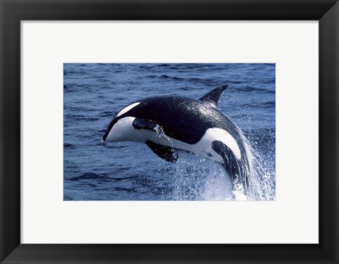 Framed Killer Whale Orcinus Orca Atlantic Ocean Print