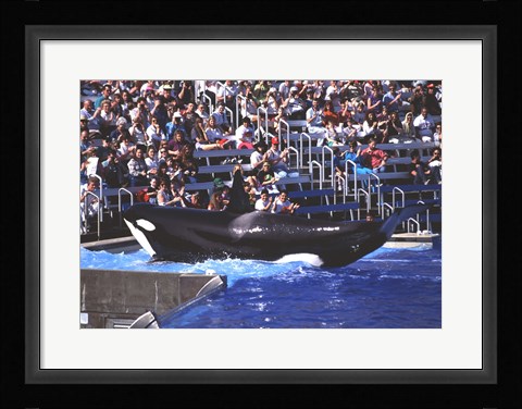 Framed Killer Whale Sea World San Diego California USA Print