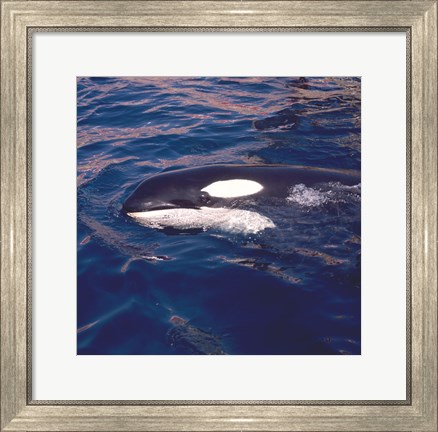 Framed Killer Whale Swimming Print