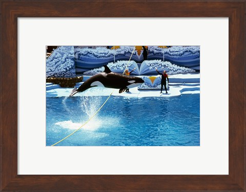 Framed Shamu-Killer Whale Sea World San Diego California USA Print