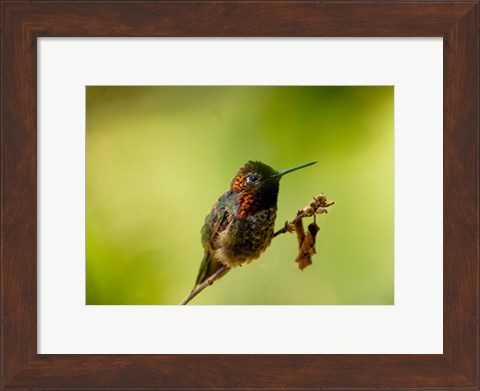 Framed Close-up of a Hummingbird perching on a branch Print