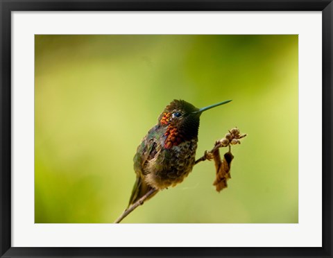 Framed Close-up of a Hummingbird perching on a branch Print