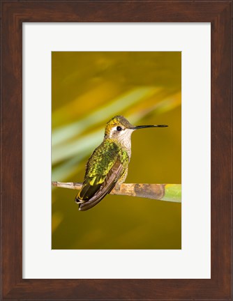 Framed Close-up of a Magnificent hummingbird perching on a leaf Print