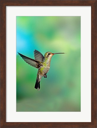 Framed Close-up of a Broad-Billed hummingbird, Arizona, USA Print