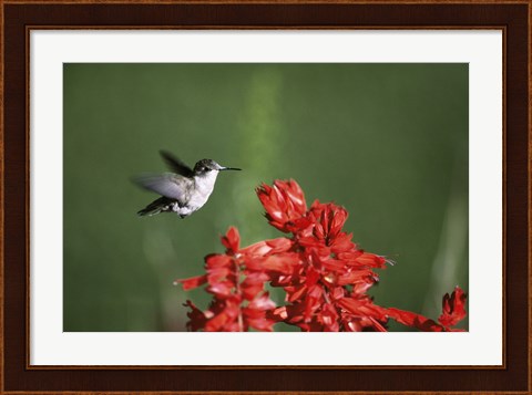 Framed Ruby-Throated Hummingbird Print