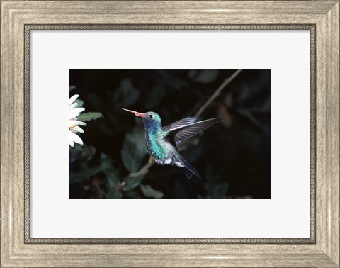 Framed Broad Billed Hummingbird Print