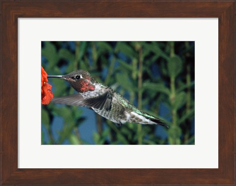 Framed Anna&#39;s hummingbird pollinating a flower Print