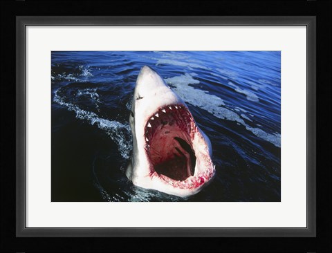 Framed Great White Shark with its mouth open Print