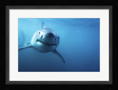 Framed Great White Shark Swimming Print