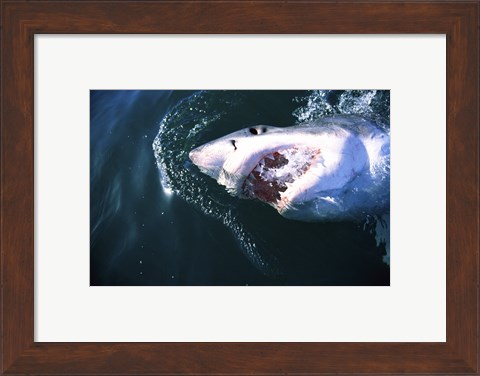 Framed Great White Shark Eating Print