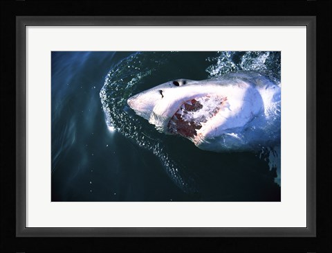 Framed Great White Shark Eating Print