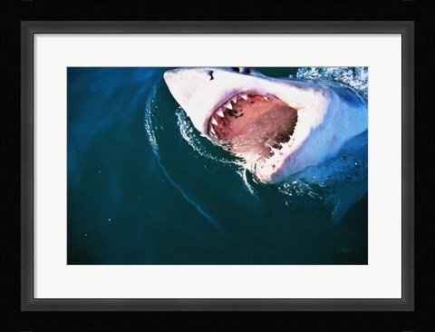 Framed Great White Shark Biting Print