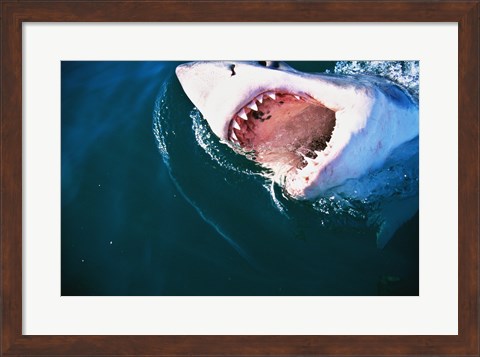 Framed Great White Shark Biting Print