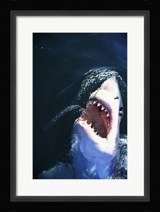 Framed Great White Shark with its mouth open Print