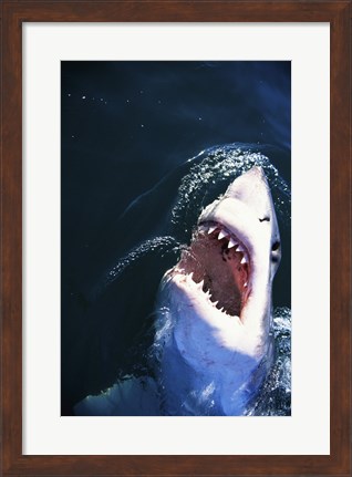 Framed Great White Shark with its mouth open Print