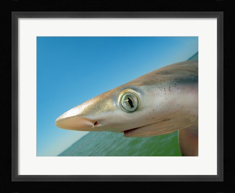 Framed Close-up of an Atlantic Sharpnose Shark, Gulf Of Mexico, Florida, USA Print