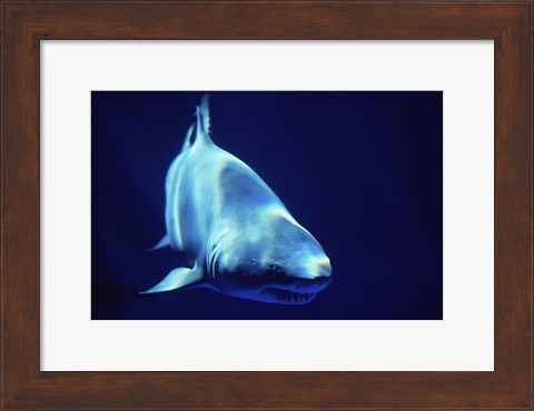 Framed Shark Great White Print