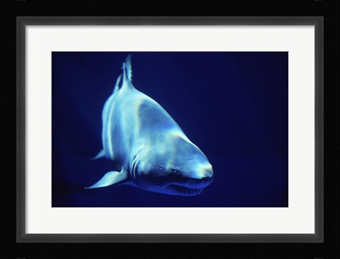 Framed Shark Great White Print