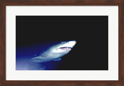 Framed Ragged-tooth Shark Print