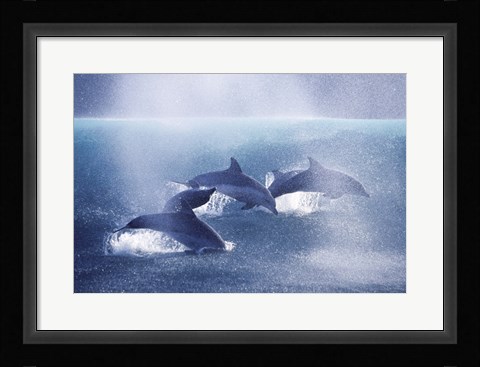 Framed Dolphins Print
