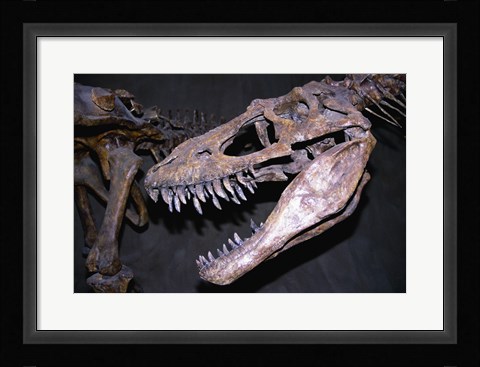 Framed Albertosaurus, Royal Tyrrell Museum, Drumheller, Alberta, Canada Print