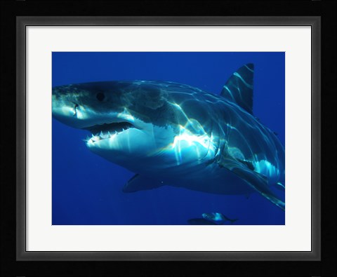 Framed Greatwhite Print