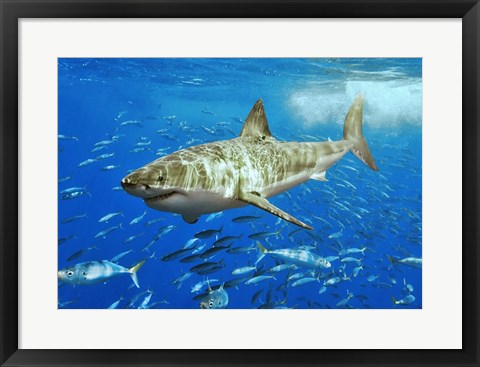 Framed White Shark Print