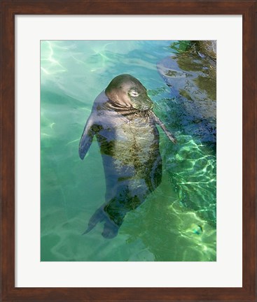 Framed Hawaiian Monk Seal Print