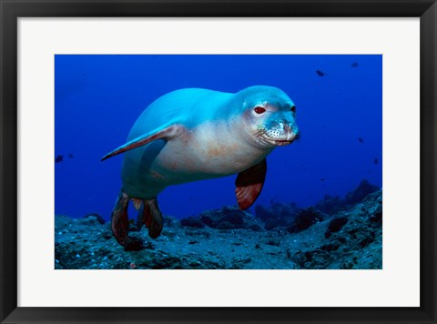Framed Monk Seal Print