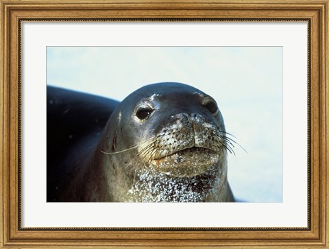 Framed Monk Seal Print