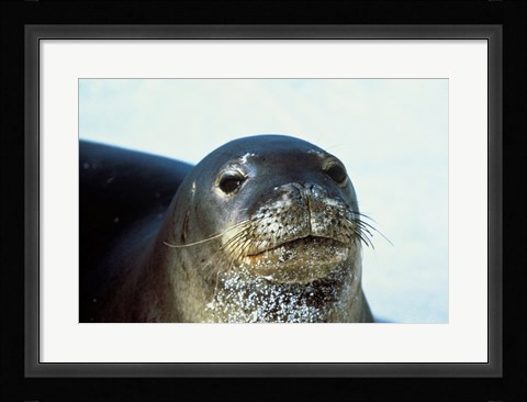 Framed Monk Seal Print