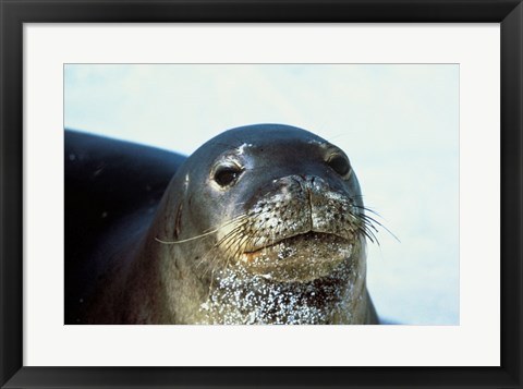 Framed Monk Seal Print