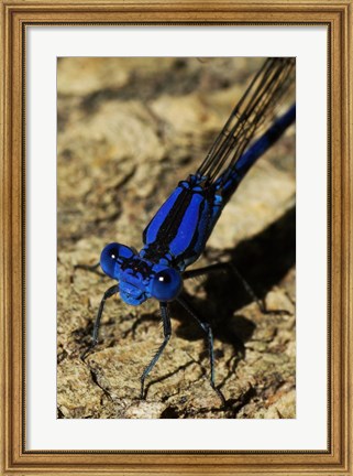 Framed Springwater Dragonfly Print
