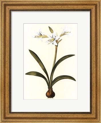 Framed Belladonna Lilies II Print