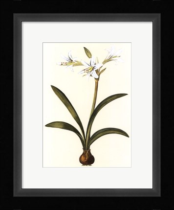 Framed Belladonna Lilies II Print