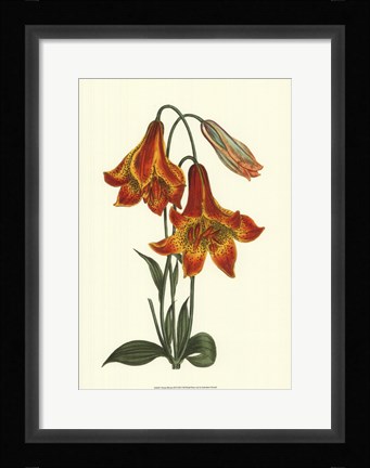 Framed Vibrant Blooms III Print