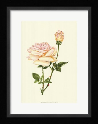 Framed Victorian Rose IV Print