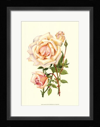 Framed Victorian Rose III Print