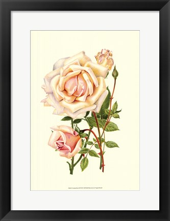 Framed Victorian Rose III Print