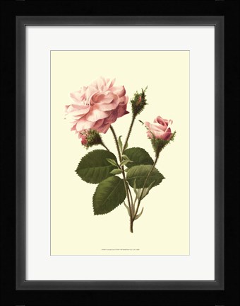 Framed Victorian Rose II Print